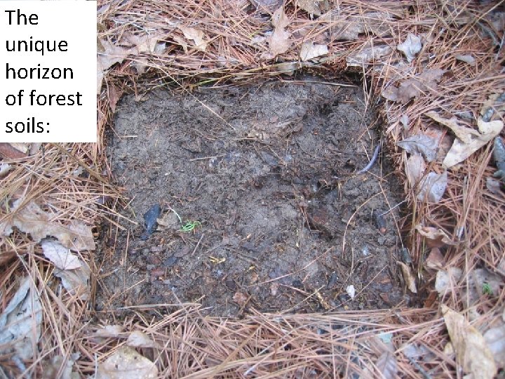 The unique horizon of forest soils: The unique horizon of forest soils: