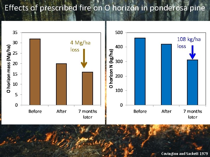 Effects of prescribed fire on O horizon in ponderosa pine 4 Mg/ha loss 108 Effects of prescribed fire on O horizon in ponderosa pine 4 Mg/ha loss 108