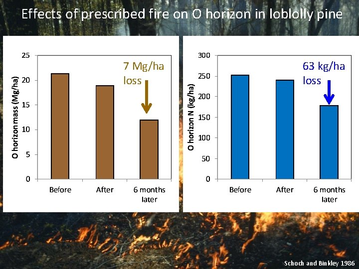 Effects of prescribed fire on O horizon in loblolly pine 7 Mg/ha loss 63 Effects of prescribed fire on O horizon in loblolly pine 7 Mg/ha loss 63