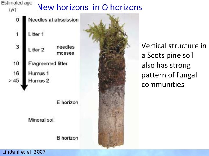 New horizons in O horizons Saprophytes Mycorrhizae Vertical structure in a Scots pine soil New horizons in O horizons Saprophytes Mycorrhizae Vertical structure in a Scots pine soil