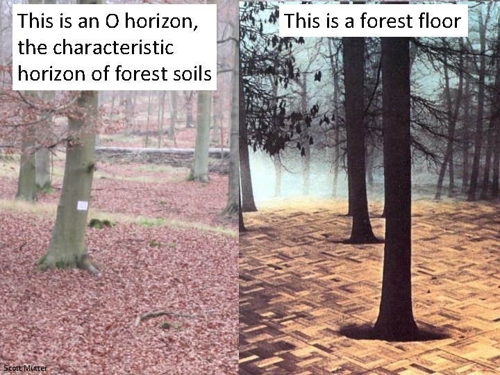 This is an O horizon, the characteristic horizon of forest soils Scott Mutter This This is an O horizon, the characteristic horizon of forest soils Scott Mutter This