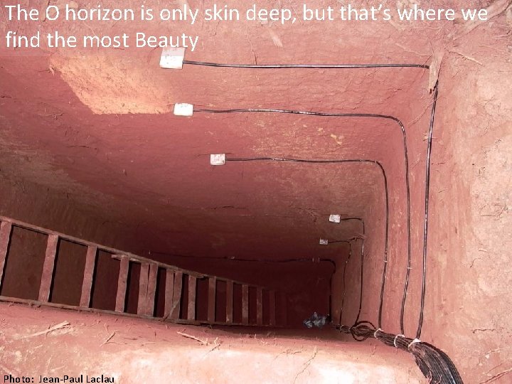 The O horizon is only skin deep, but that’s where we find the most The O horizon is only skin deep, but that’s where we find the most