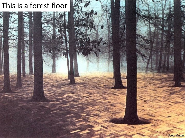 This is a forest floor Scott Mutter This is a forest floor Scott Mutter