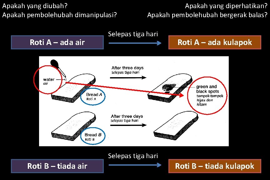 Apakah yang diubah? Apakah pembolehubah dimanipulasi? Roti A – ada air Apakah yang diperhatikan?