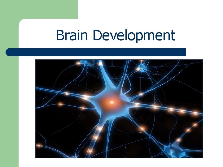 Brain Development Brain Development