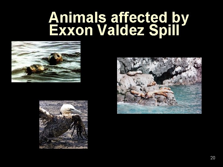 Animals affected by Exxon Valdez Spill 20 Animals affected by Exxon Valdez Spill 20