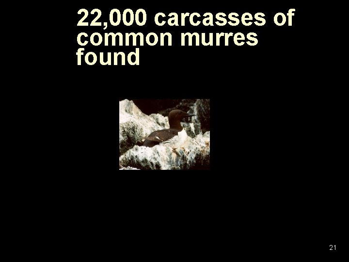 22, 000 carcasses of common murres found 21 22, 000 carcasses of common murres found 21