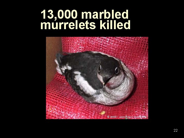 13, 000 marbled murrelets killed 22 13, 000 marbled murrelets killed 22