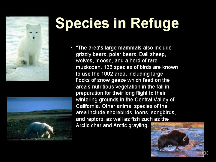 Species in Refuge • “The area's large mammals also include grizzly bears, polar bears, Species in Refuge • “The area's large mammals also include grizzly bears, polar bears,