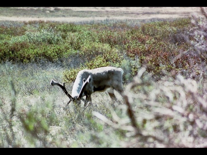 Caribou in Denali 34 Caribou in Denali 34