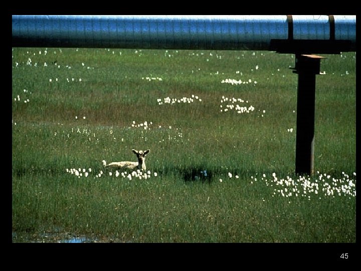Caribou under pipeline 45 Caribou under pipeline 45