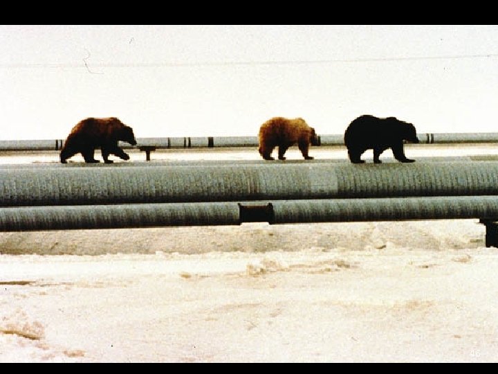 Bear on Pipeline 46 Bear on Pipeline 46