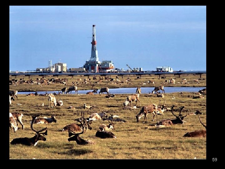 Caribou and Oil Rig n One study: “Wildlife adapted well to oil drilling. ” Caribou and Oil Rig n One study: “Wildlife adapted well to oil drilling. ”
