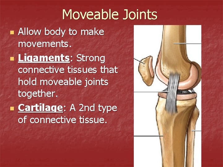 Moveable Joints n n n Allow body to make movements. Ligaments: Strong connective tissues