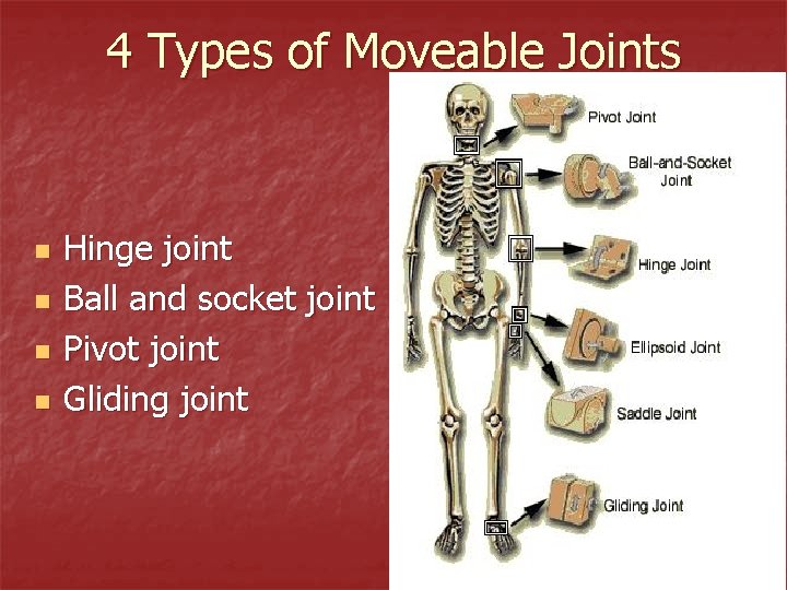 4 Types of Moveable Joints n n Hinge joint Ball and socket joint Pivot