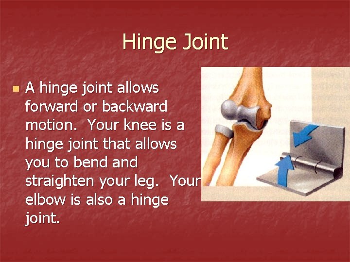 Hinge Joint n A hinge joint allows forward or backward motion. Your knee is