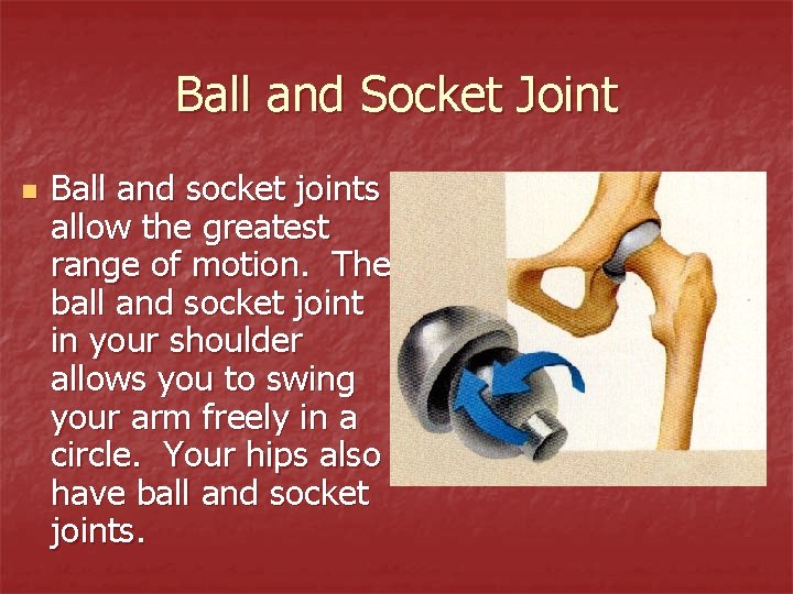 Ball and Socket Joint n Ball and socket joints allow the greatest range of