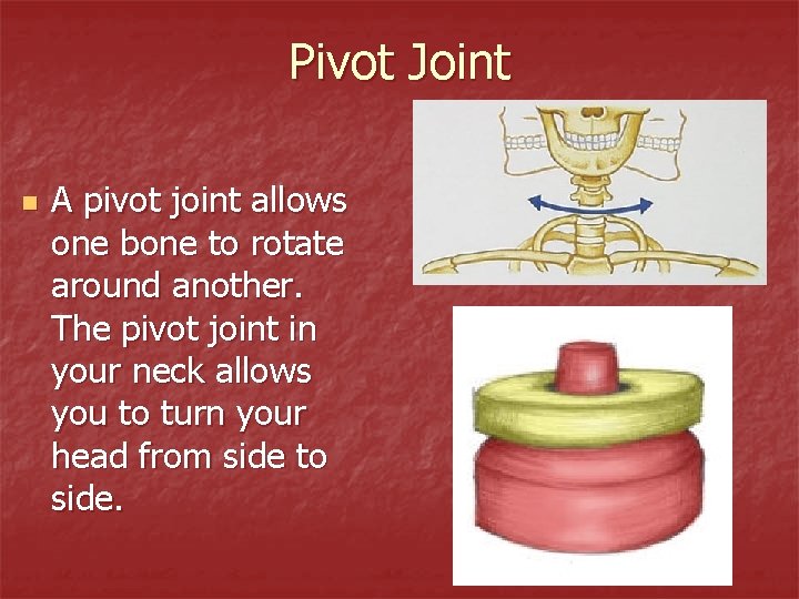 Pivot Joint n A pivot joint allows one bone to rotate around another. The