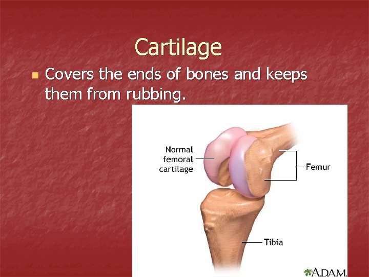 Cartilage n Covers the ends of bones and keeps them from rubbing. 