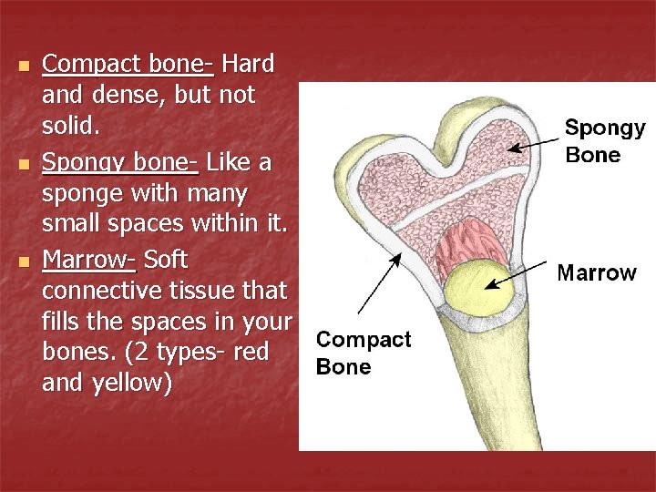 n n n Compact bone- Hard and dense, but not solid. Spongy bone- Like
