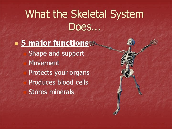 What the Skeletal System Does. . . n 5 major functions: Shape and support