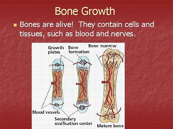 Bone Growth n Bones are alive! They contain cells and tissues, such as blood