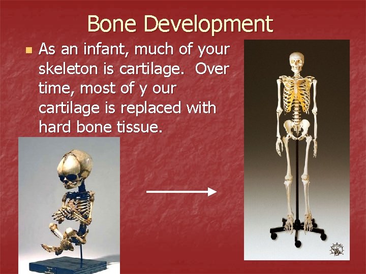 Bone Development n As an infant, much of your skeleton is cartilage. Over time,