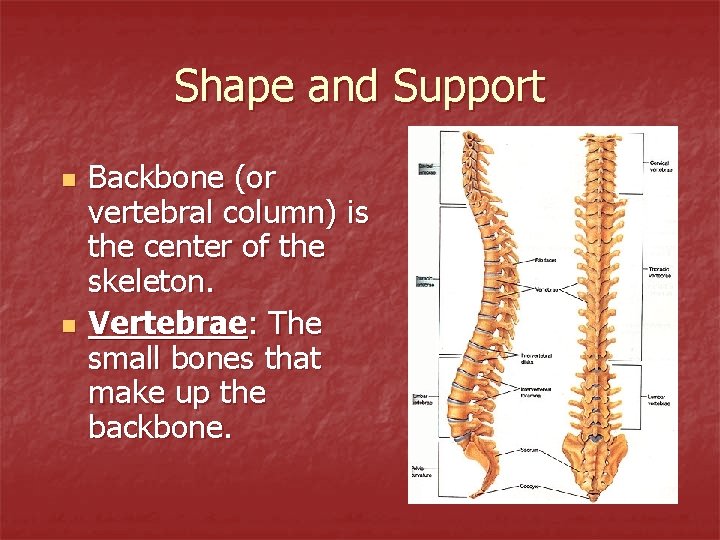 Shape and Support n n Backbone (or vertebral column) is the center of the