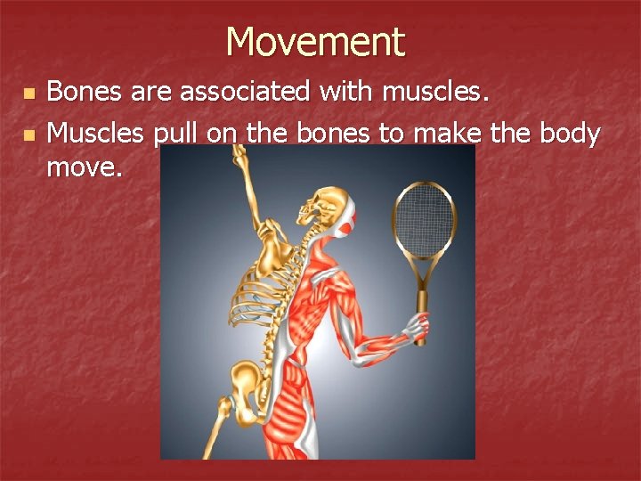 Movement n n Bones are associated with muscles. Muscles pull on the bones to