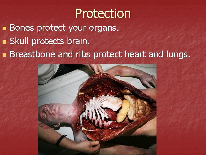 Protection n Bones protect your organs. Skull protects brain. Breastbone and ribs protect heart