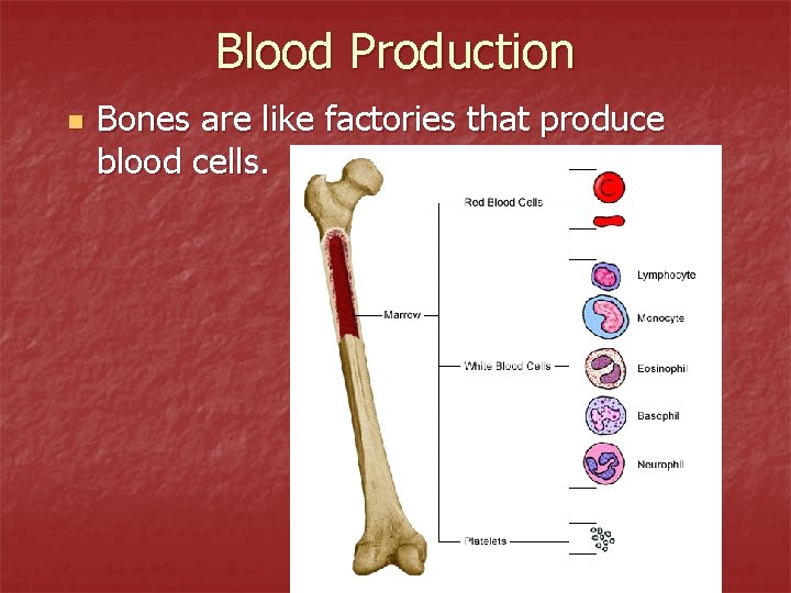 Blood Production n Bones are like factories that produce blood cells. 
