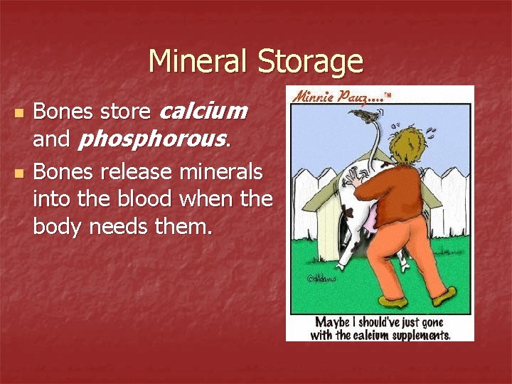 Mineral Storage n n Bones store calcium and phosphorous. Bones release minerals into the