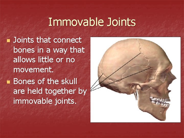 Immovable Joints n n Joints that connect bones in a way that allows little