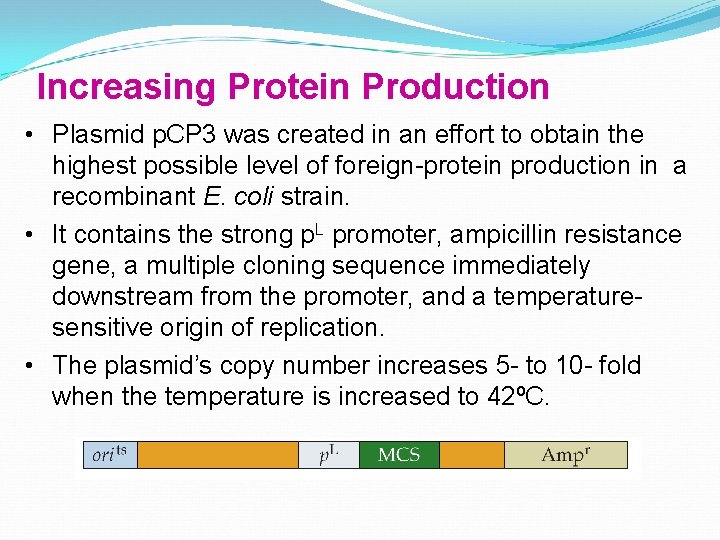 Increasing Protein Production • Plasmid p. CP 3 was created in an effort to