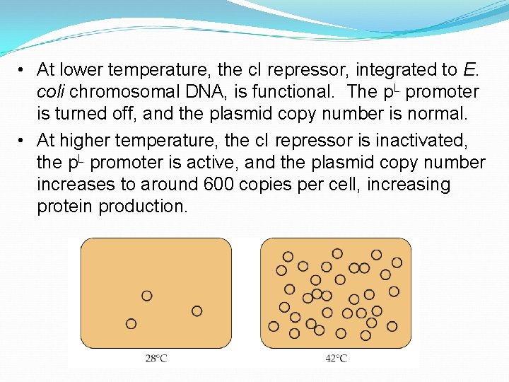  • At lower temperature, the c. I repressor, integrated to E. coli chromosomal