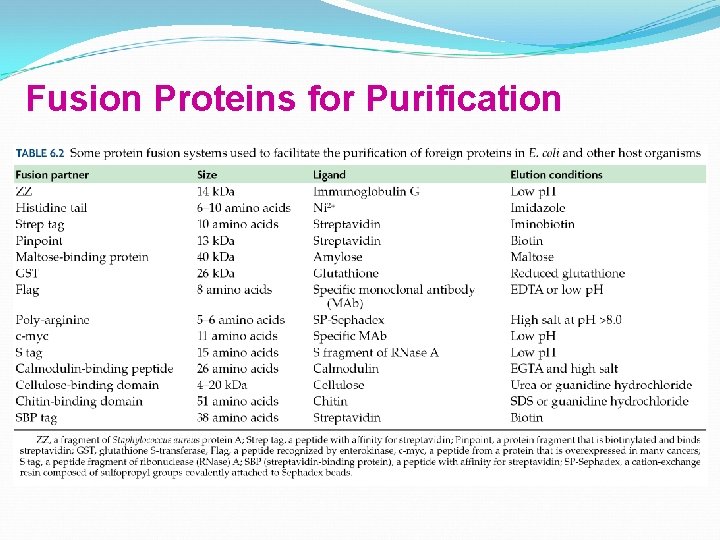 Fusion Proteins for Purification 