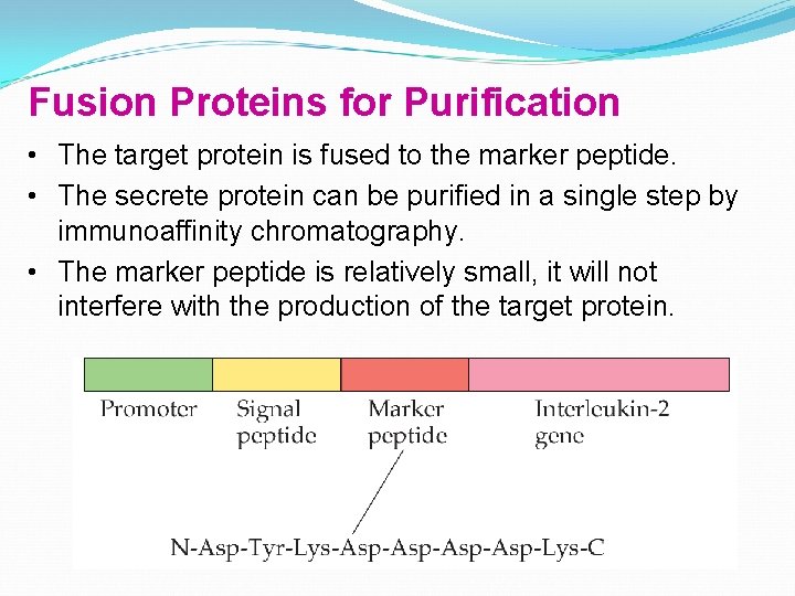 Fusion Proteins for Purification • The target protein is fused to the marker peptide.