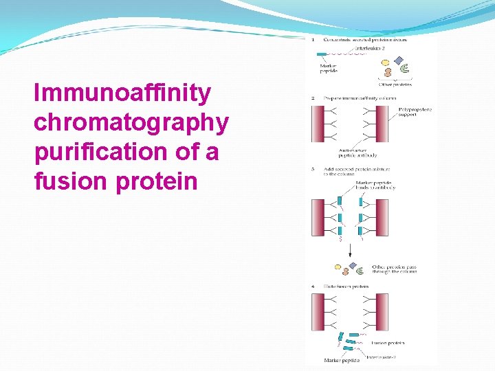 Immunoaffinity chromatography purification of a fusion protein 