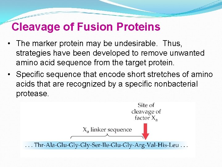 Cleavage of Fusion Proteins • The marker protein may be undesirable. Thus, strategies have