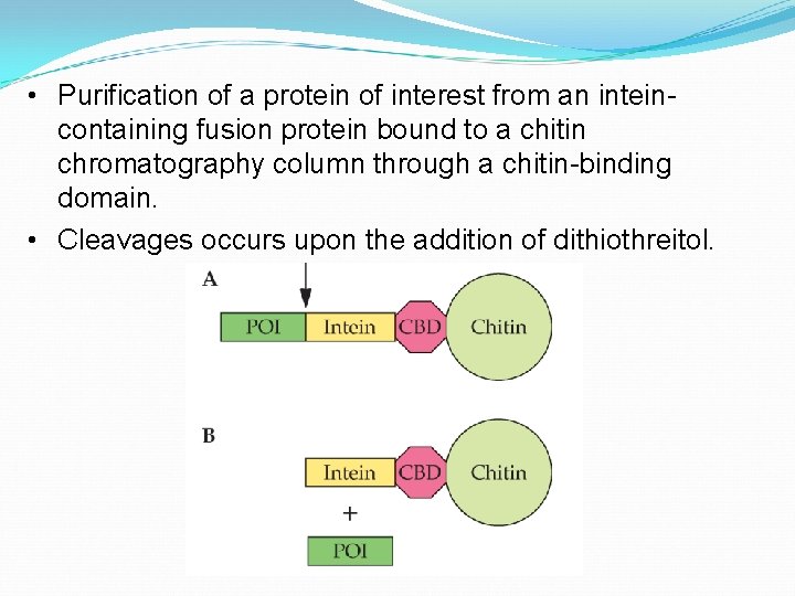  • Purification of a protein of interest from an inteincontaining fusion protein bound