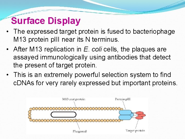 Surface Display • The expressed target protein is fused to bacteriophage M 13 protein