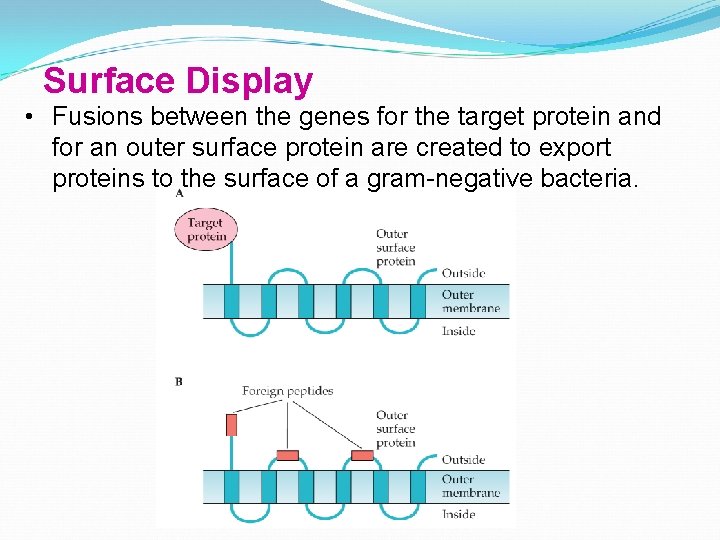 Surface Display • Fusions between the genes for the target protein and for an