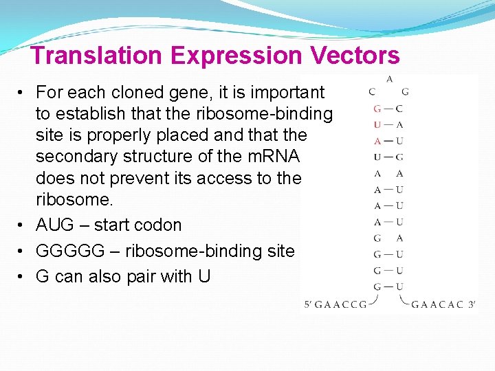 Translation Expression Vectors • For each cloned gene, it is important to establish that
