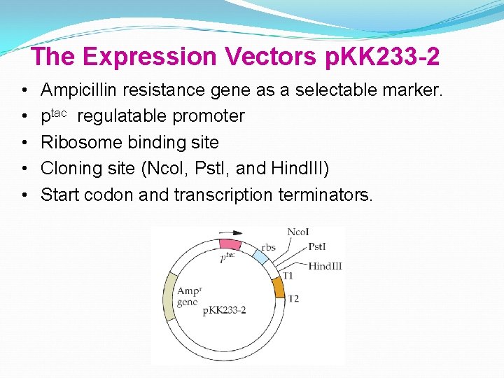 The Expression Vectors p. KK 233 -2 • • • Ampicillin resistance gene as