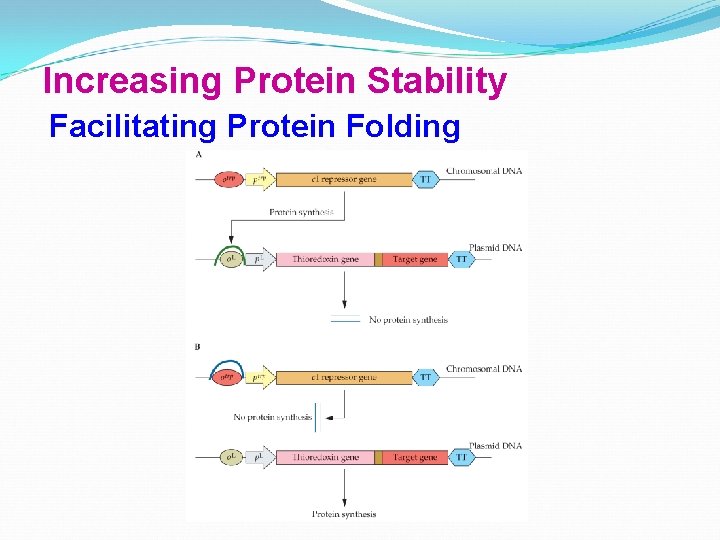 Increasing Protein Stability Facilitating Protein Folding 
