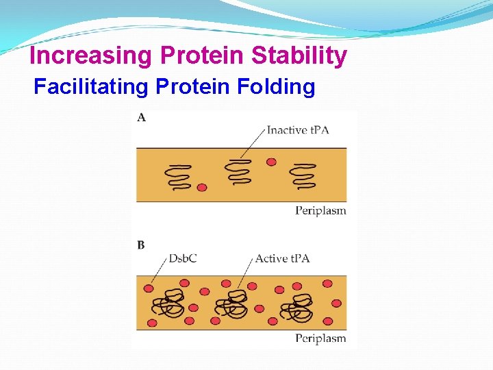Increasing Protein Stability Facilitating Protein Folding 