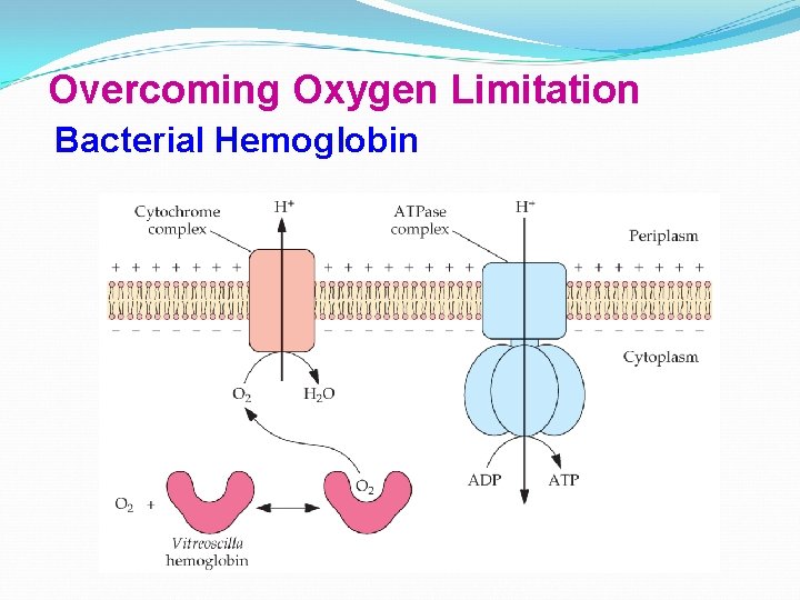 Overcoming Oxygen Limitation Bacterial Hemoglobin 