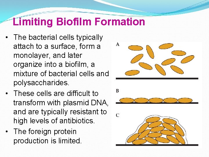 Limiting Biofilm Formation • The bacterial cells typically attach to a surface, form a