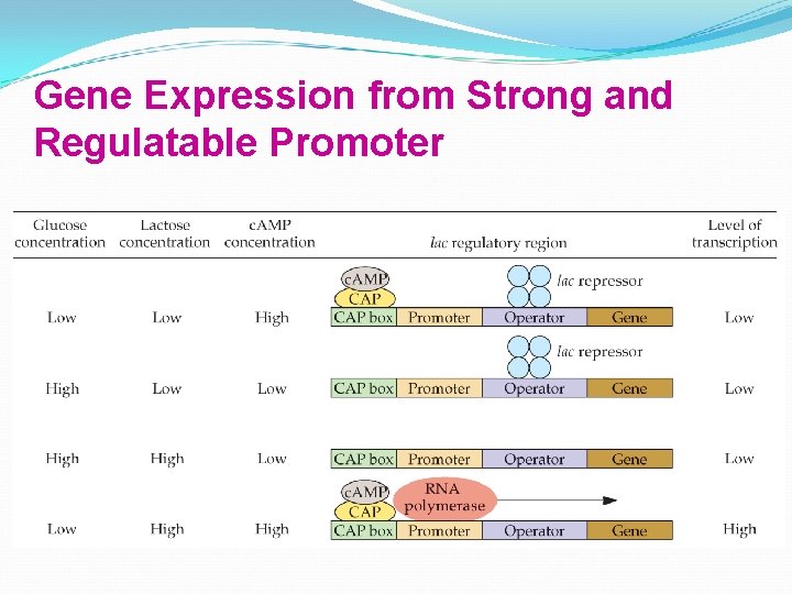 Gene Expression from Strong and Regulatable Promoter 