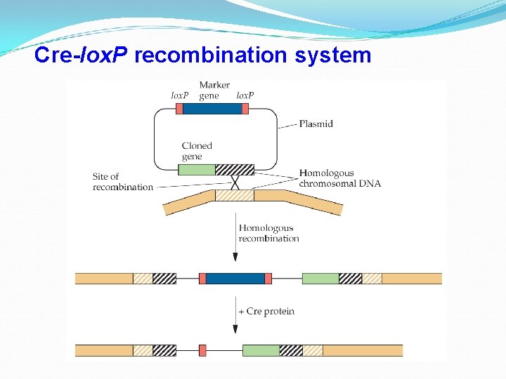 Cre-lox. P recombination system 
